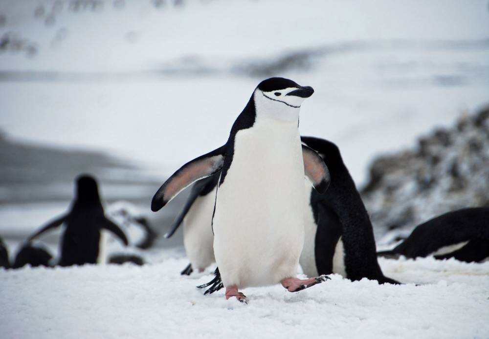 69500 antarctique ile de la deception