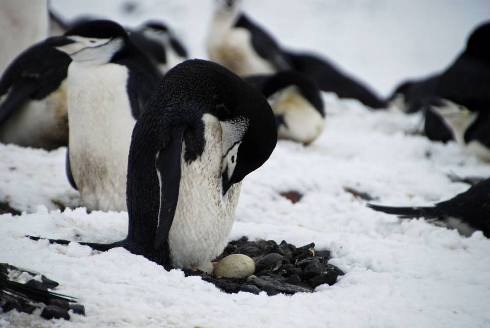 69502 antarctique ile de la deception