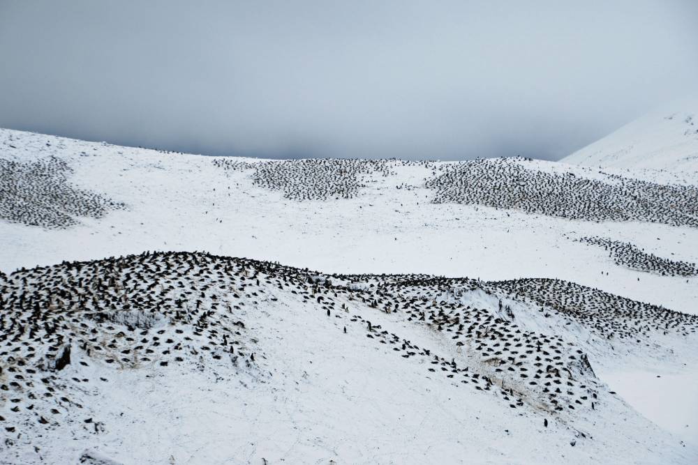 69511 antarctique ile de la deception