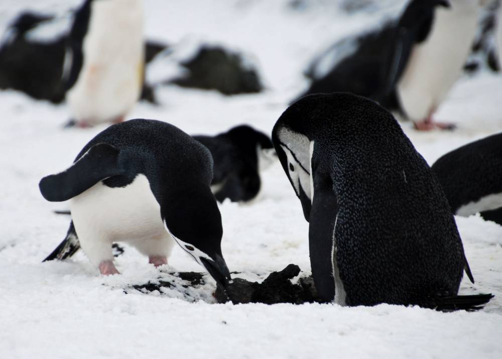69513 antarctique ile de la deception