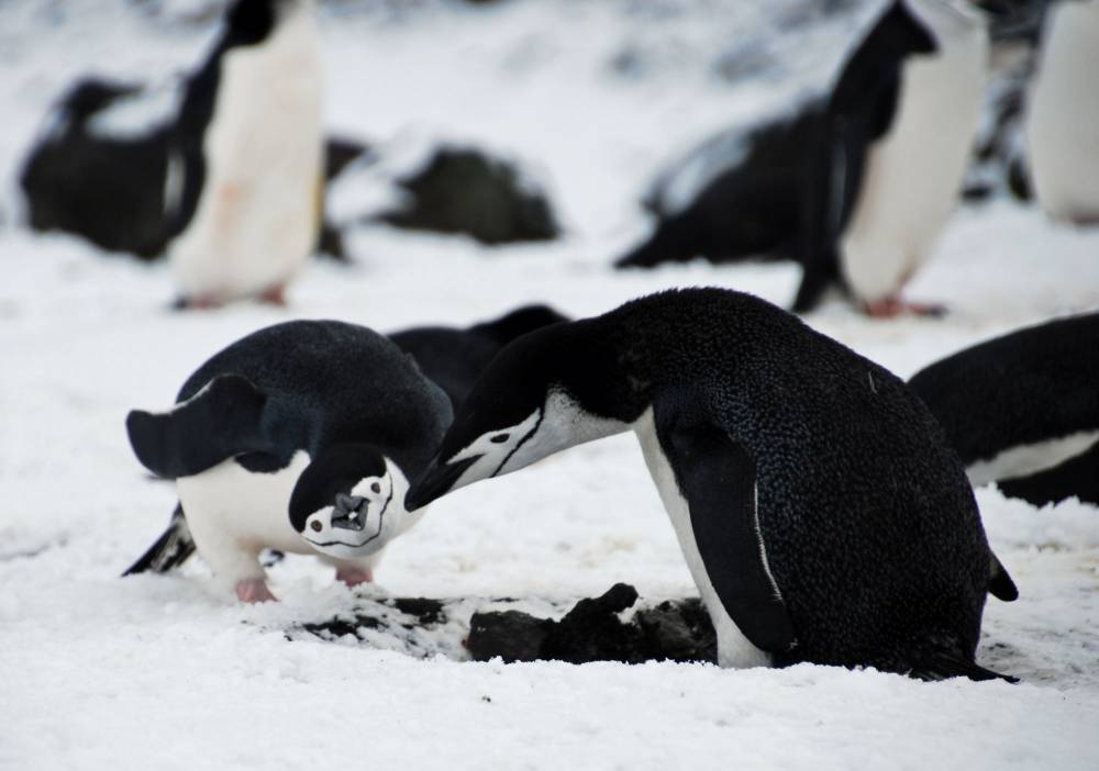 69514 antarctique ile de la deception