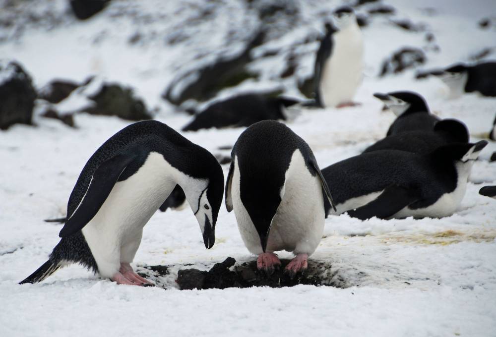 69516 antarctique ile de la deception