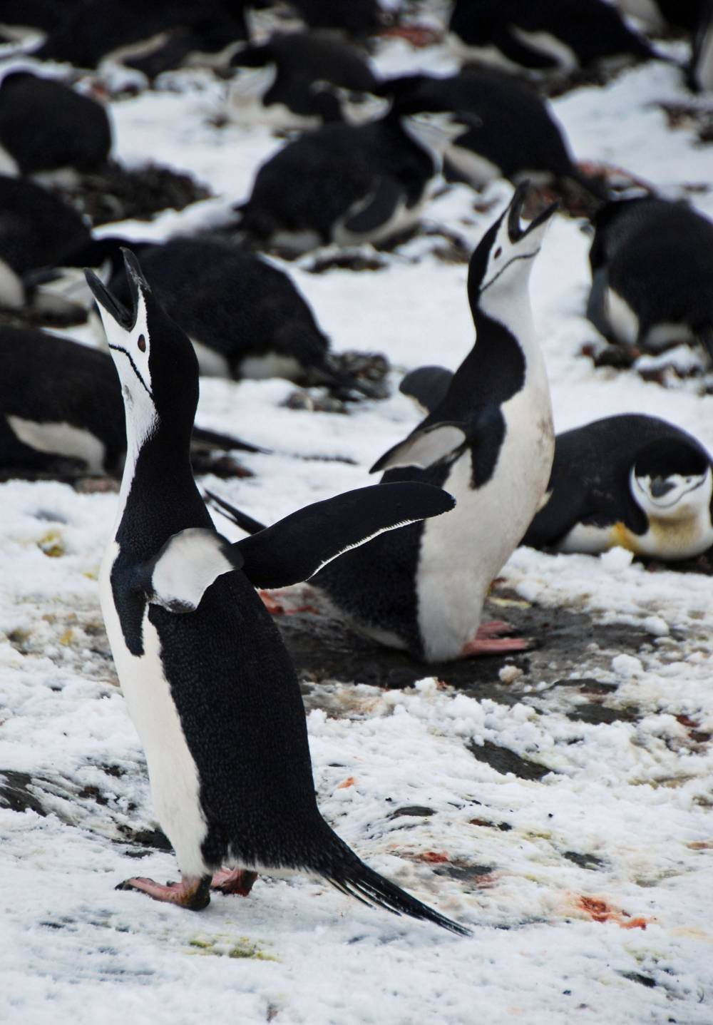 69519 antarctique ile de la deception