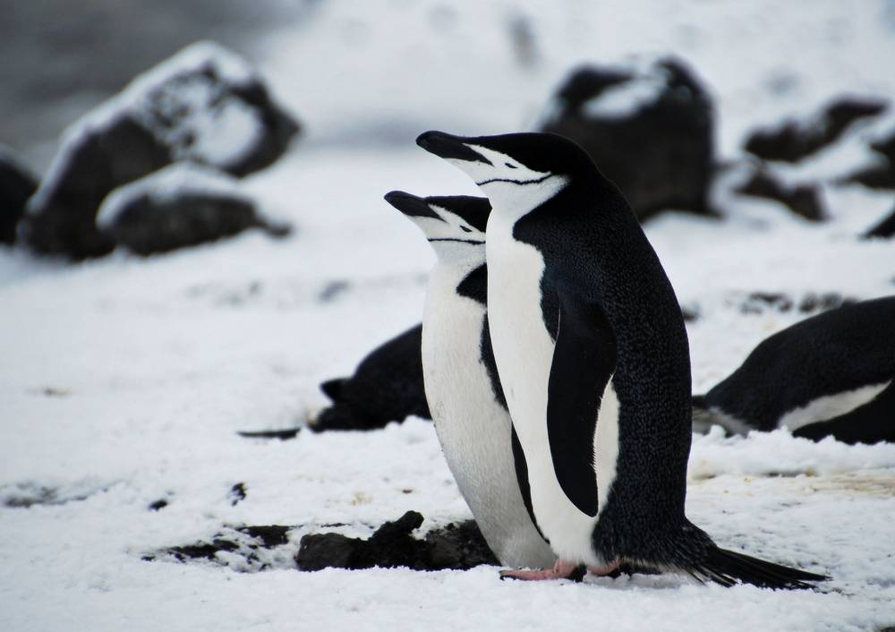 69520 antarctique ile de la deception
