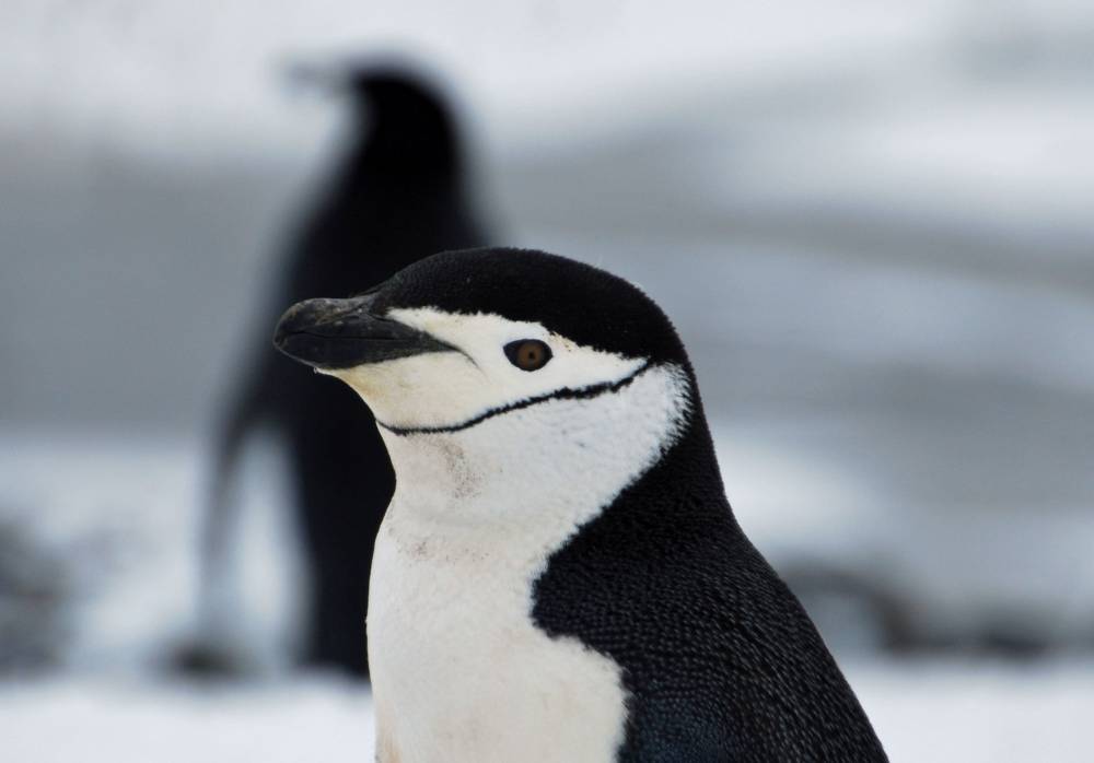 69524 antarctique ile de la deception