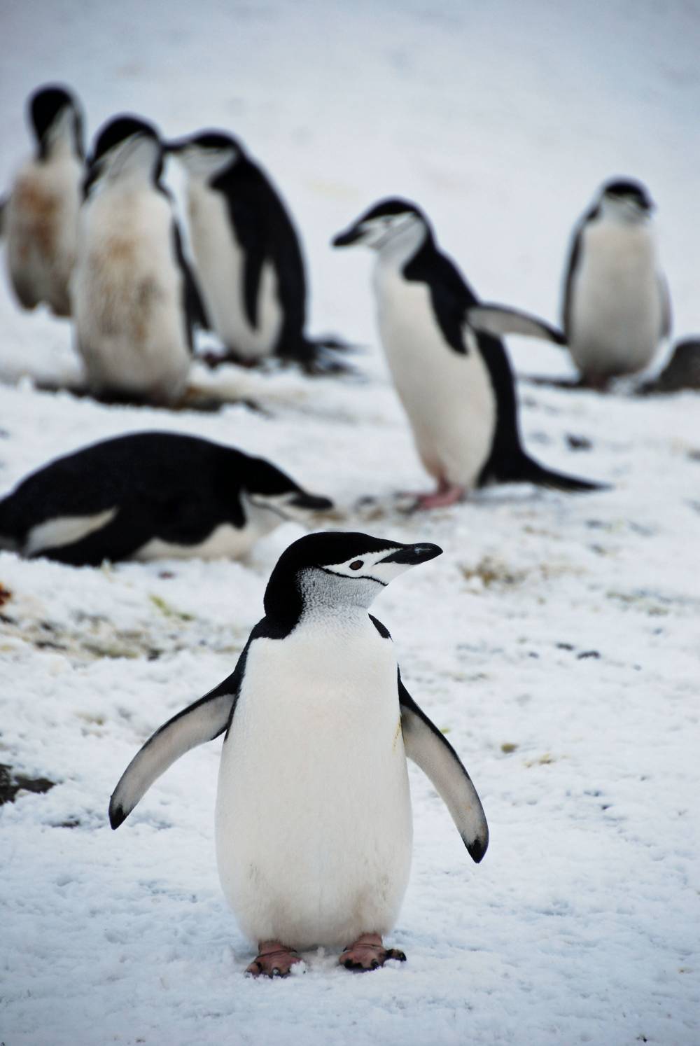 69525 antarctique ile de la deception