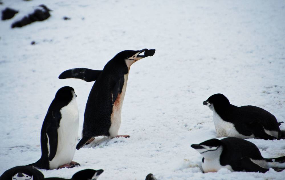 69528 antarctique ile de la deception