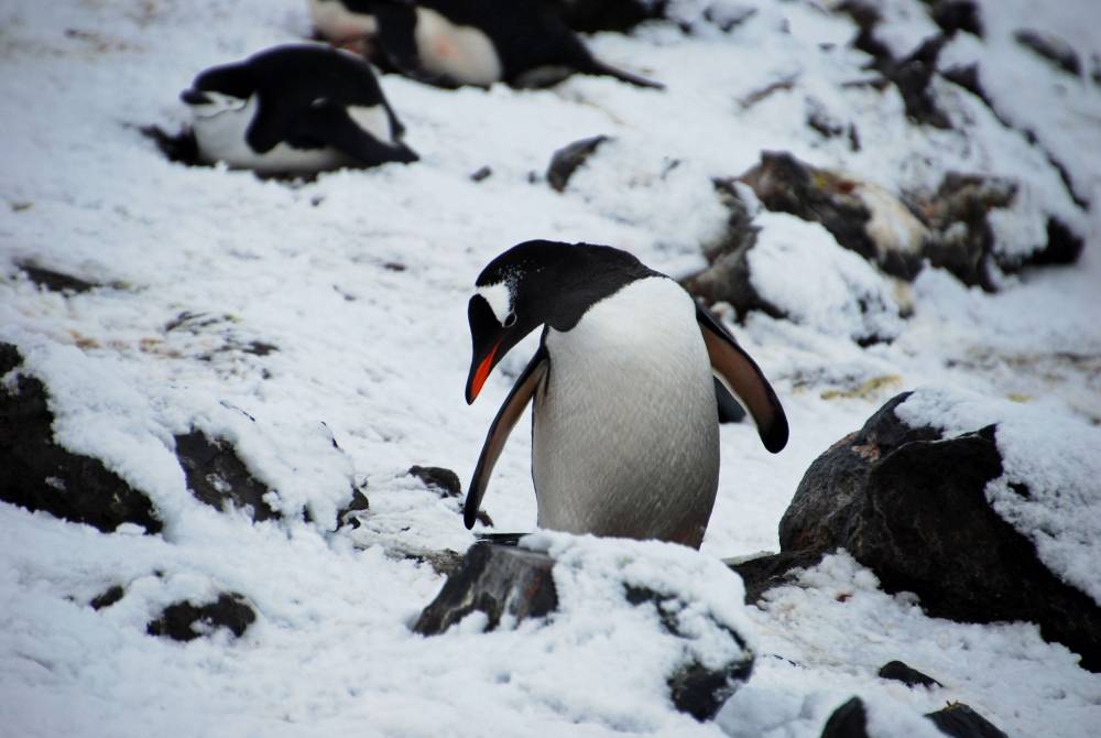 69535 antarctique ile de la deception