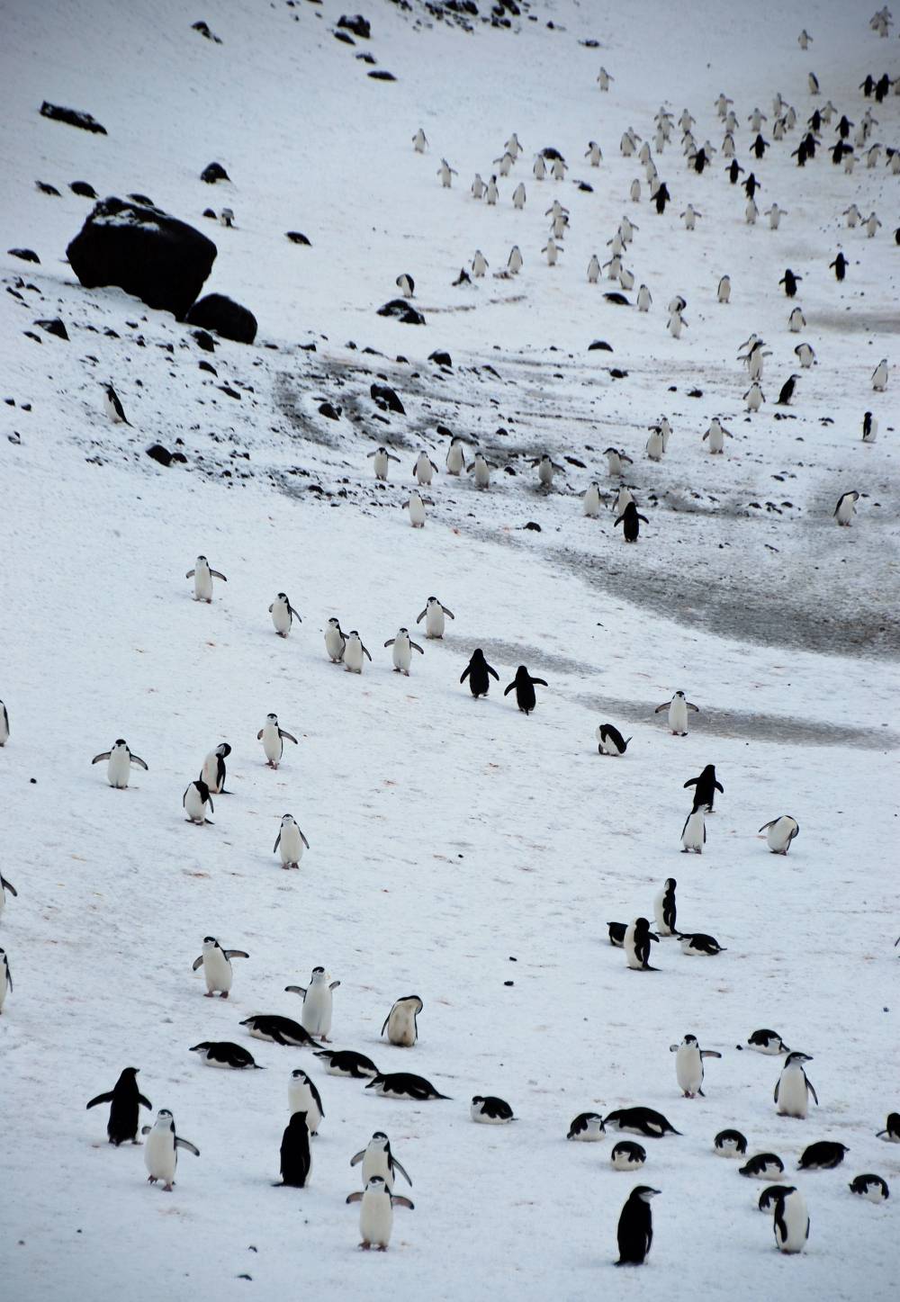 69538 antarctique ile de la deception