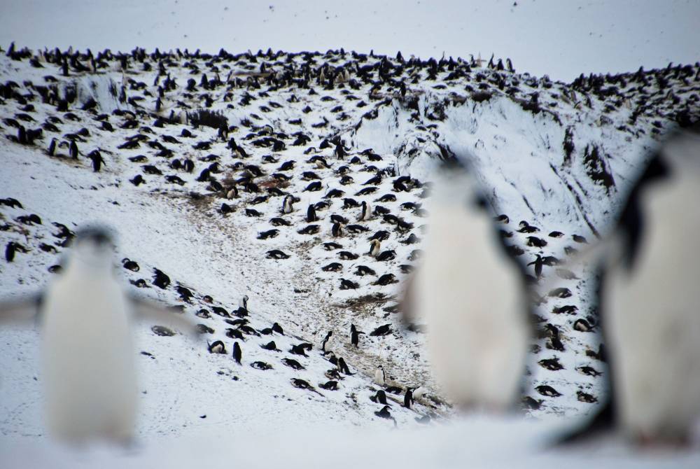 69539 antarctique ile de la deception