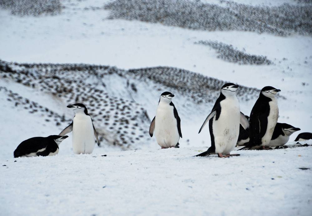 69541 antarctique ile de la deception