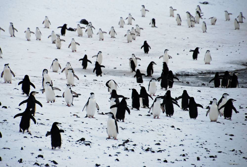 69543 antarctique ile de la deception
