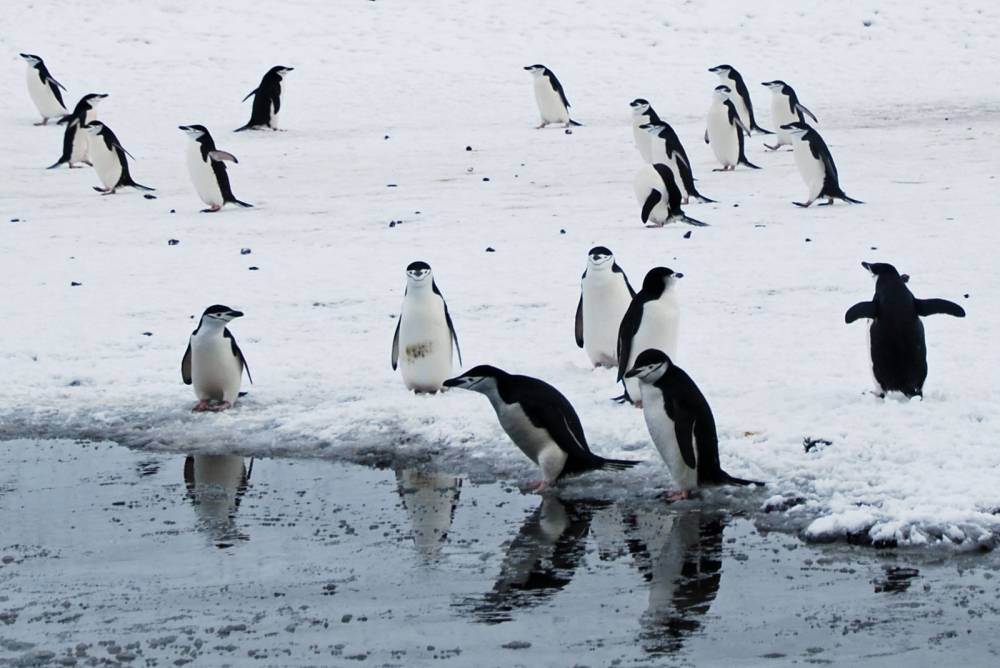 69547 antarctique ile de la deception