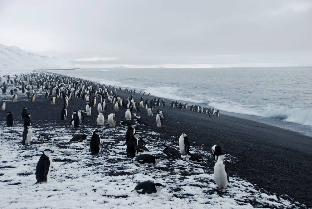 69557 antarctique ile de la deception