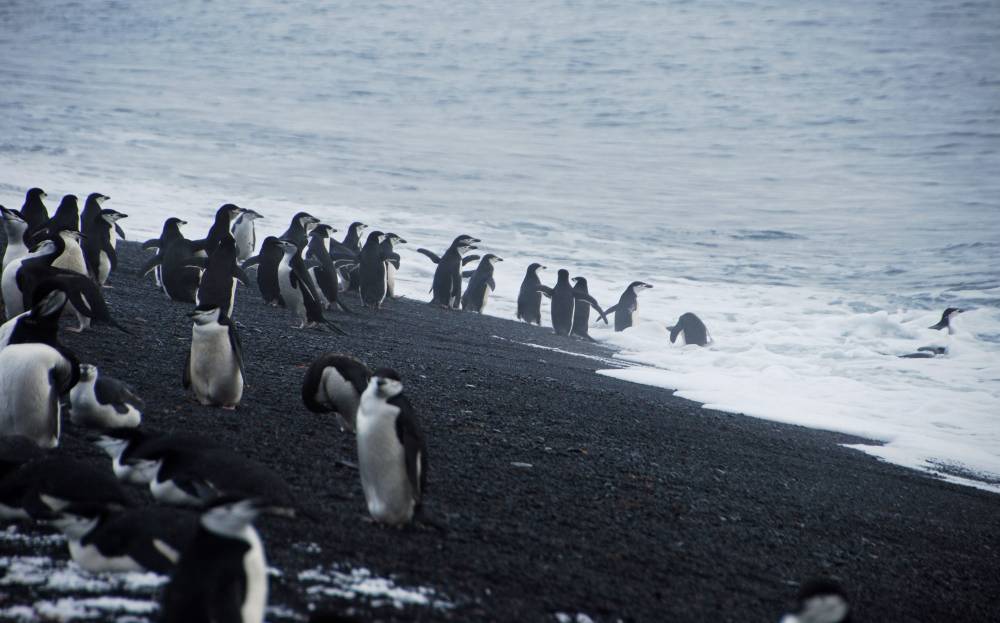 69558 antarctique ile de la deception
