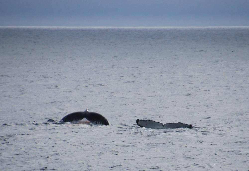 69586 antarctique ile de la deception