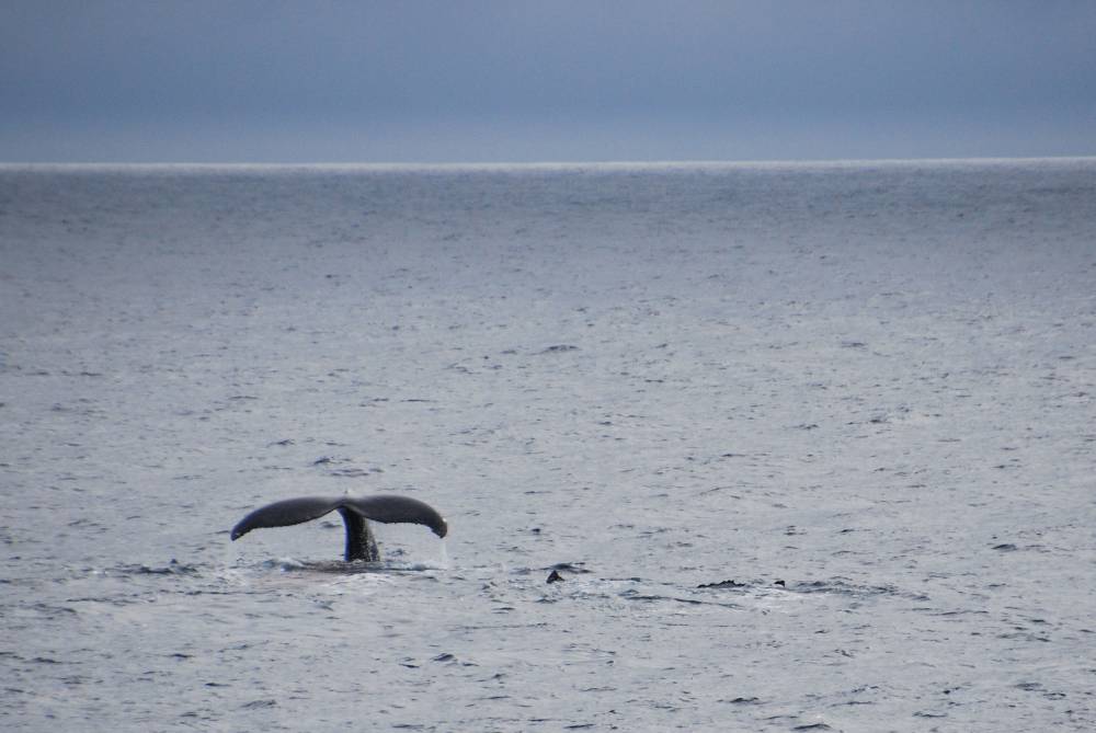 69587 antarctique ile de la deception