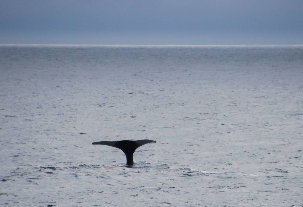 69588 antarctique ile de la deception