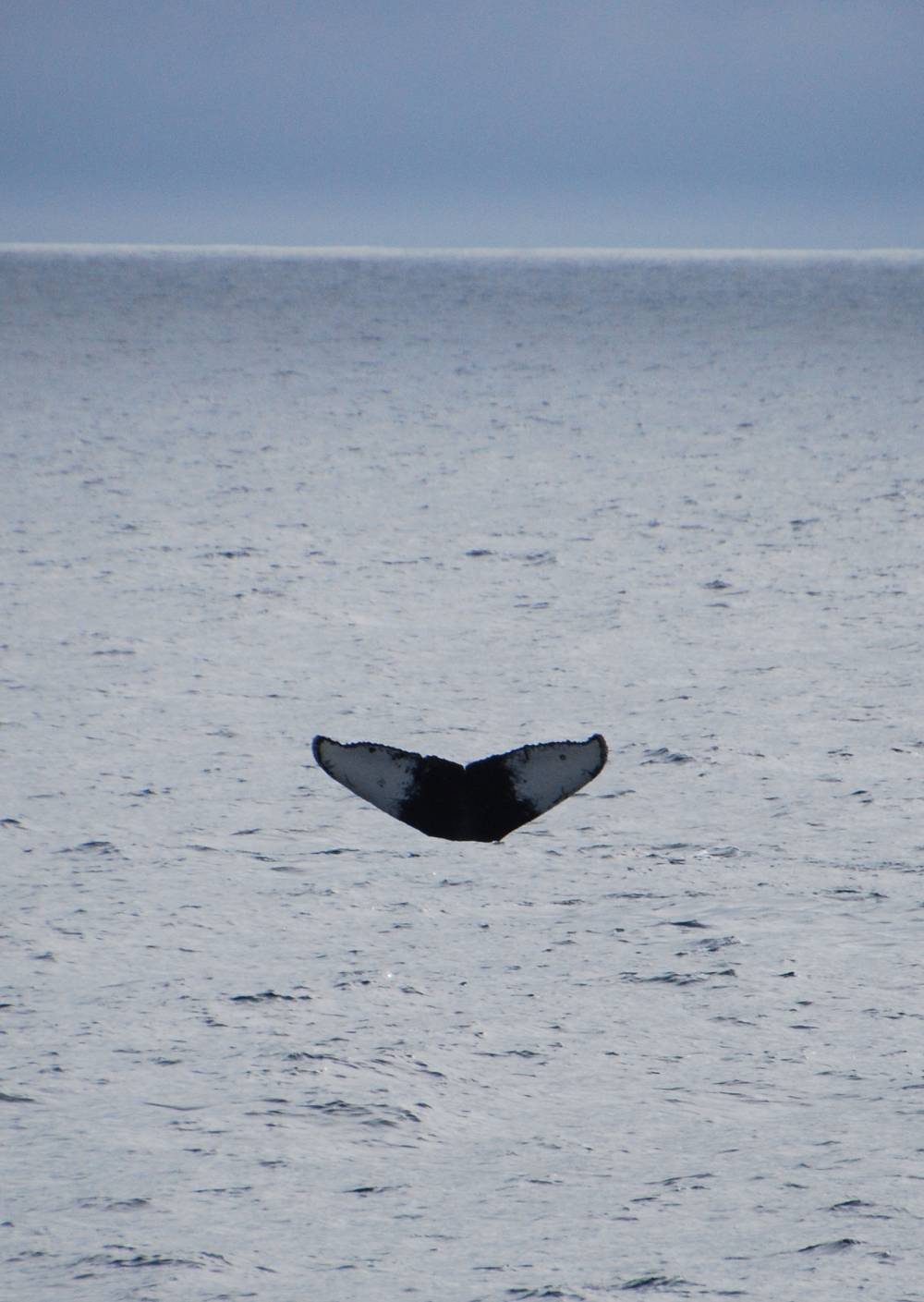 69590 antarctique ile de la deception