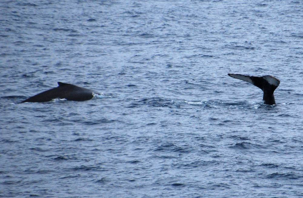 69593 antarctique ile de la deception