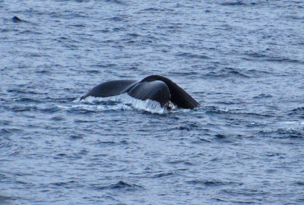 69596 antarctique ile de la deception