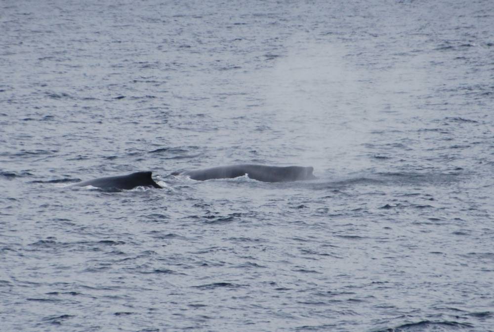 69601 antarctique ile de la deception