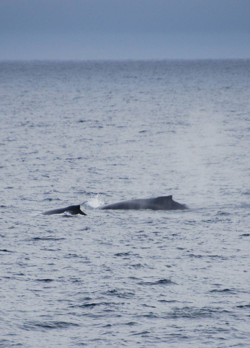 69602 antarctique ile de la deception