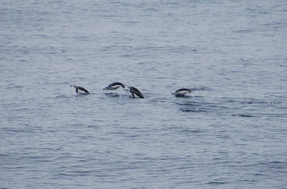 69626 antarctique ile de la deception