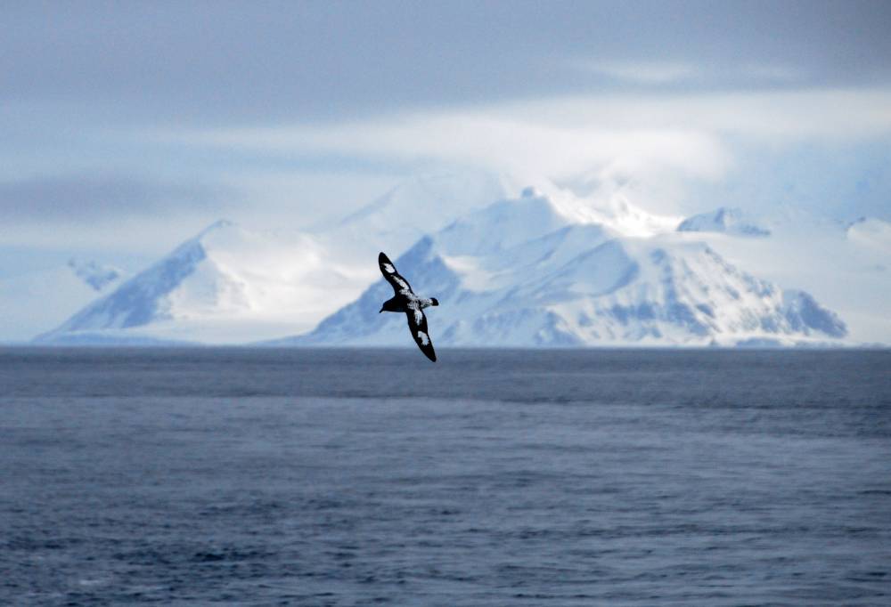 69637 antarctique ile de la deception