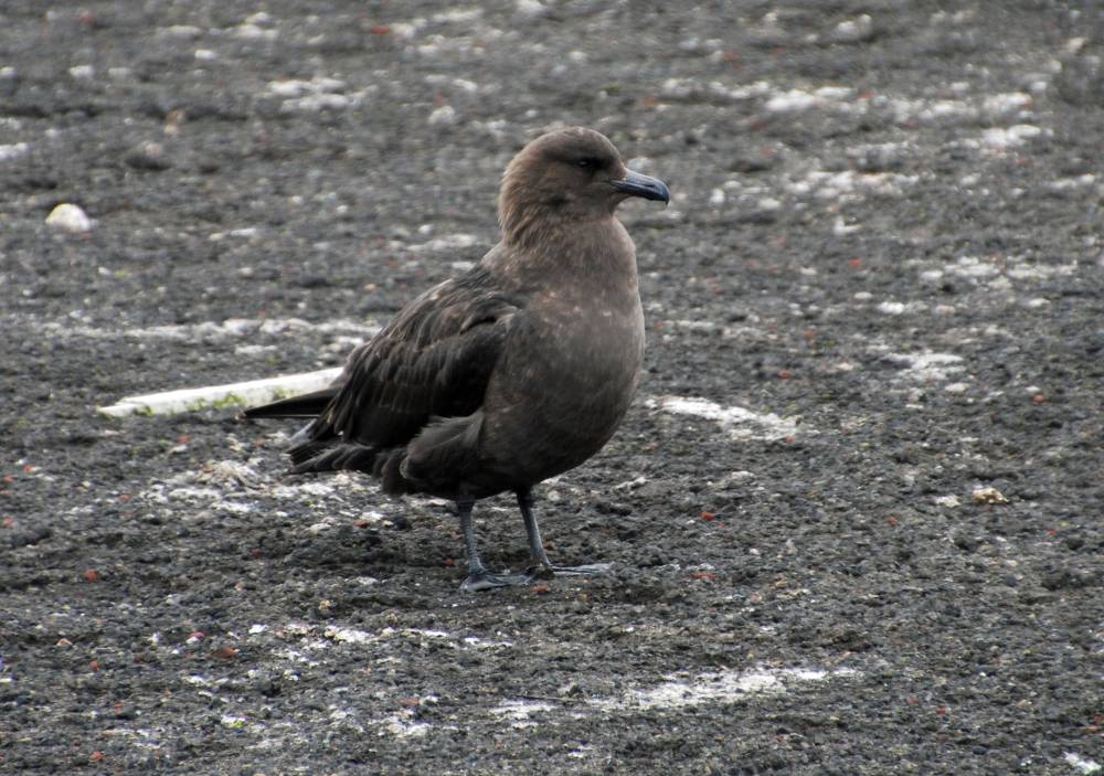 69695 antarctique ile de la deception