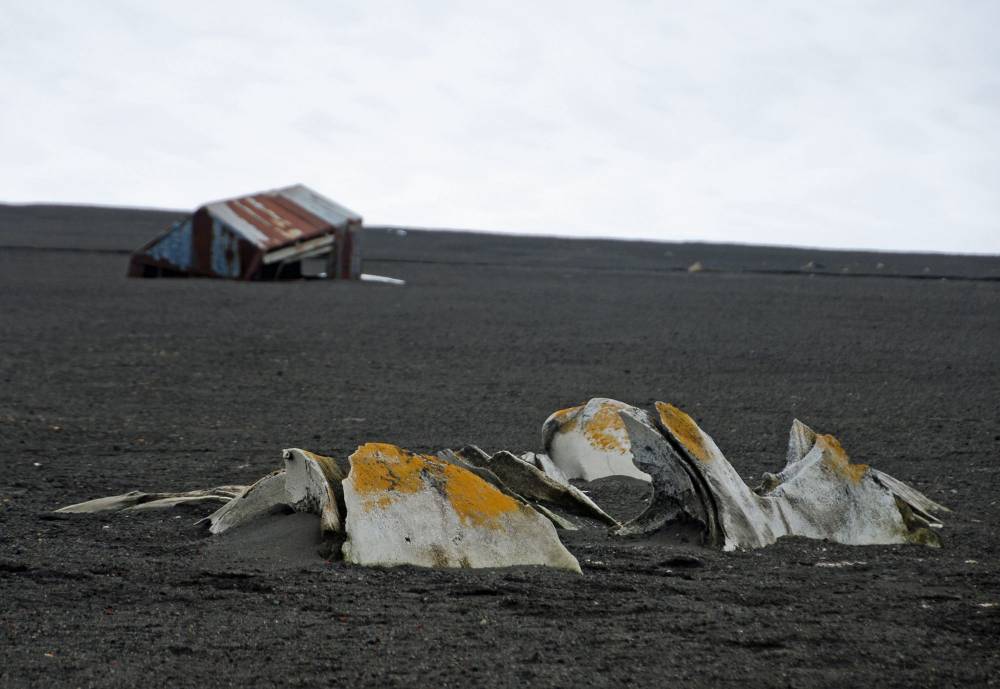 69702 antarctique ile de la deception