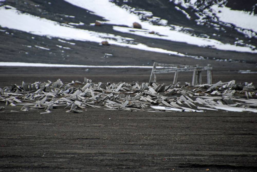 69707 antarctique ile de la deception