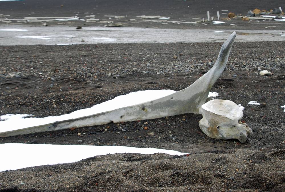 69714 antarctique ile de la deception