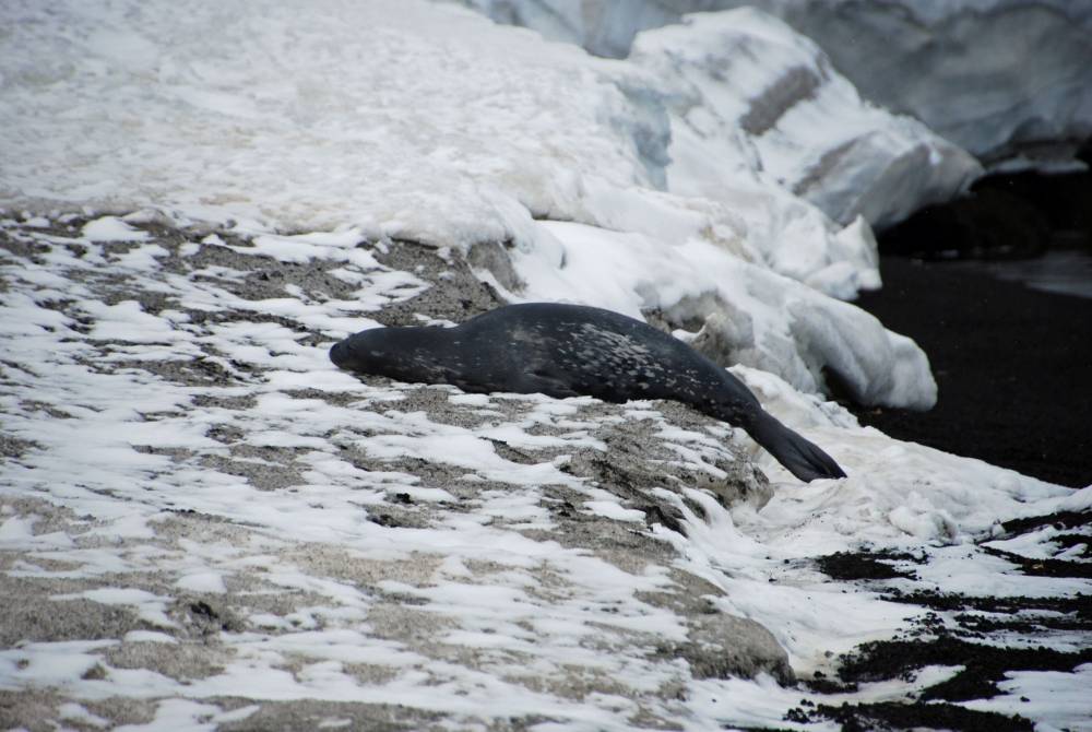 69716 antarctique ile de la deception