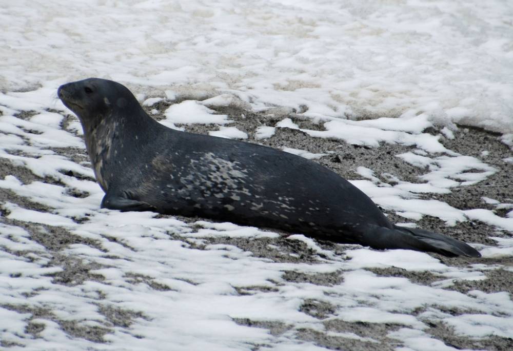 69717 antarctique ile de la deception