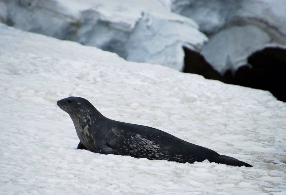 69718 antarctique ile de la deception
