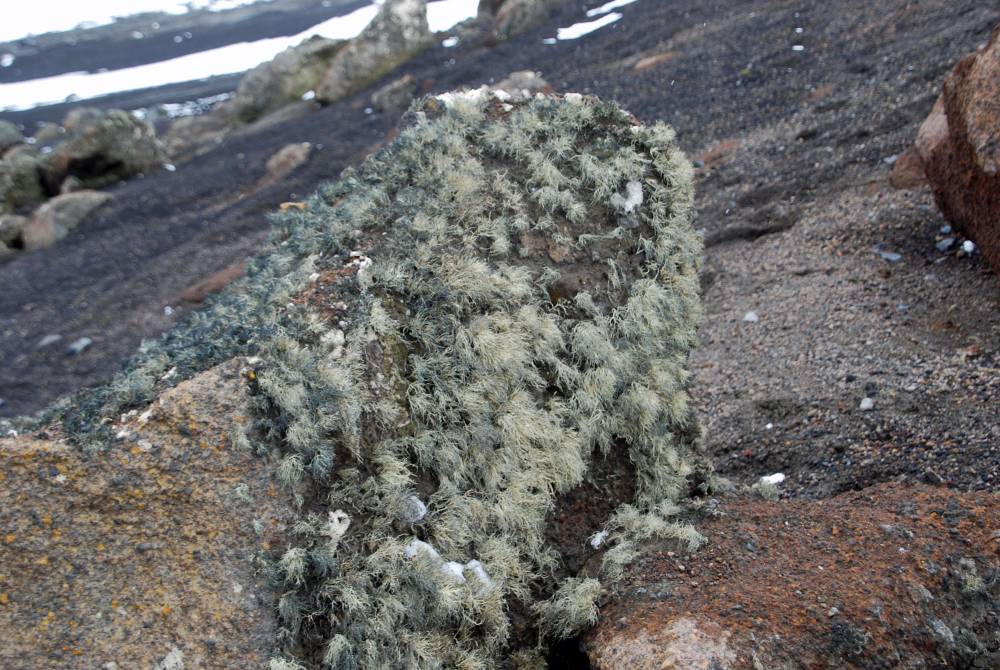 69727 antarctique ile de la deception
