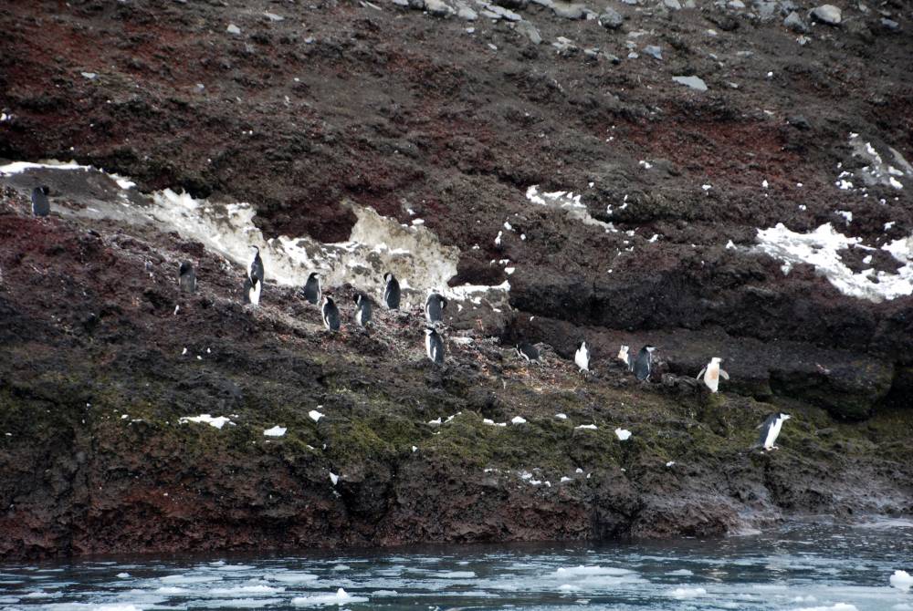 69737 antarctique ile de la deception