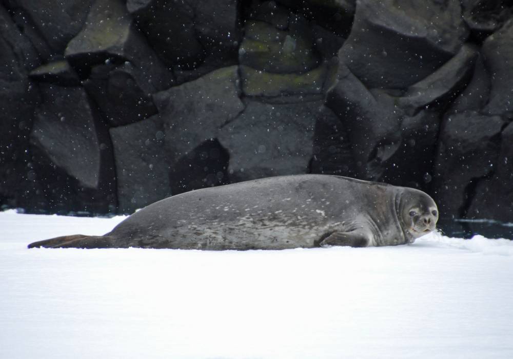 69753 antarctique ile de la deception