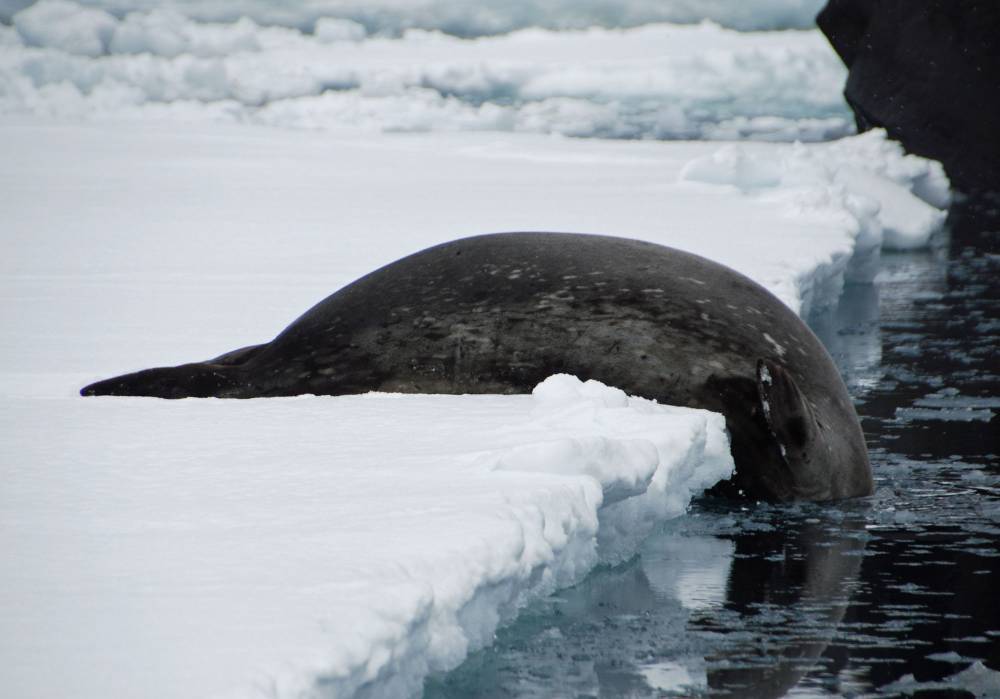 69754 antarctique ile de la deception