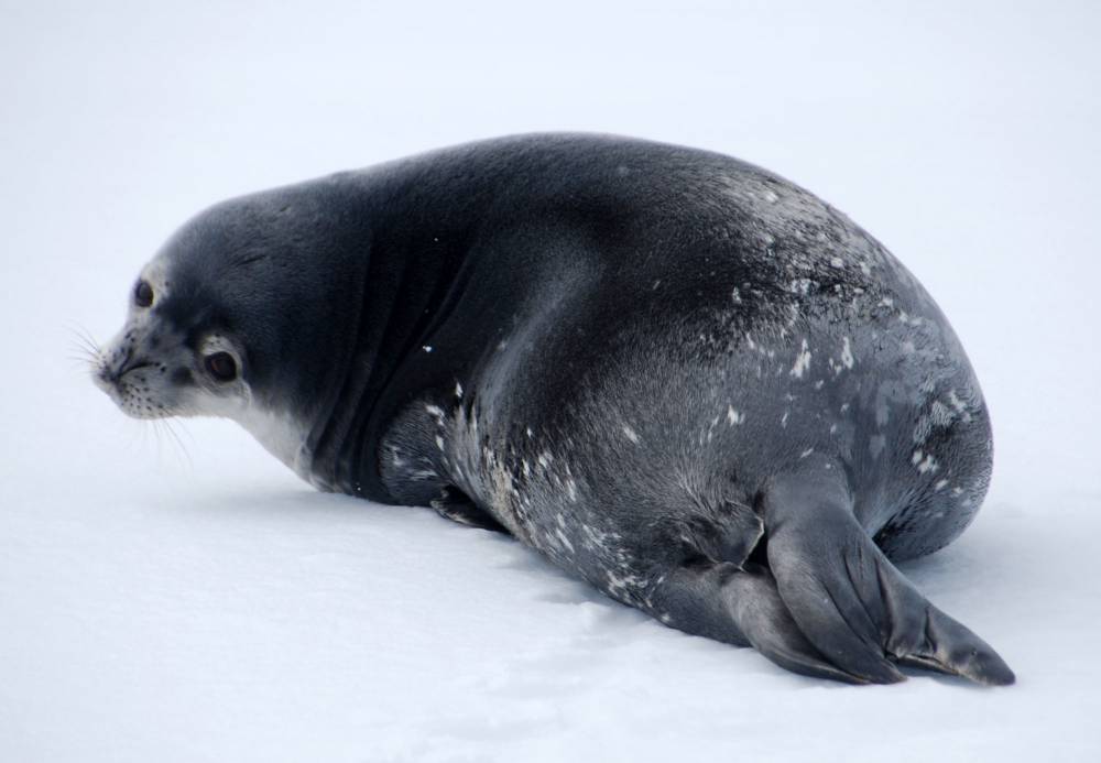 69756 antarctique ile de la deception