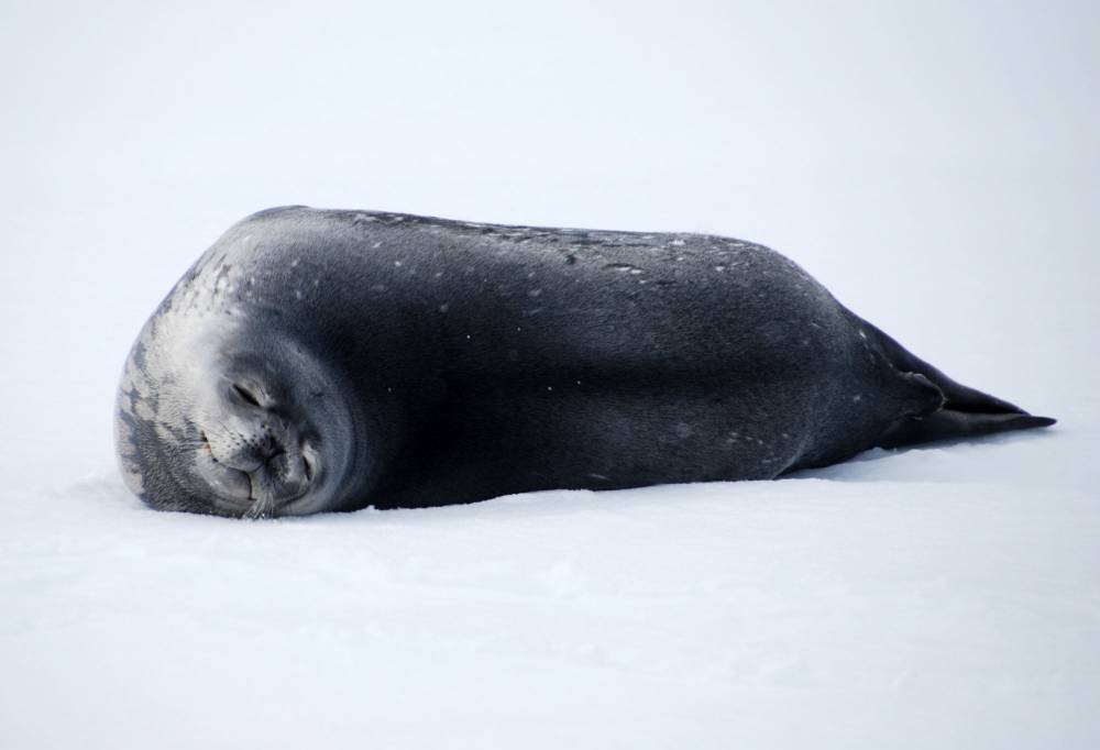 69759 antarctique ile de la deception