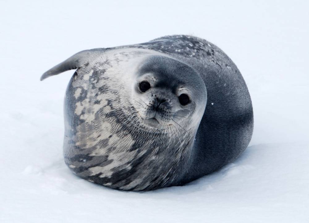 69761 antarctique ile de la deception
