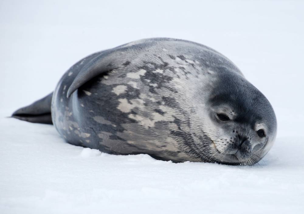 69763 antarctique ile de la deception
