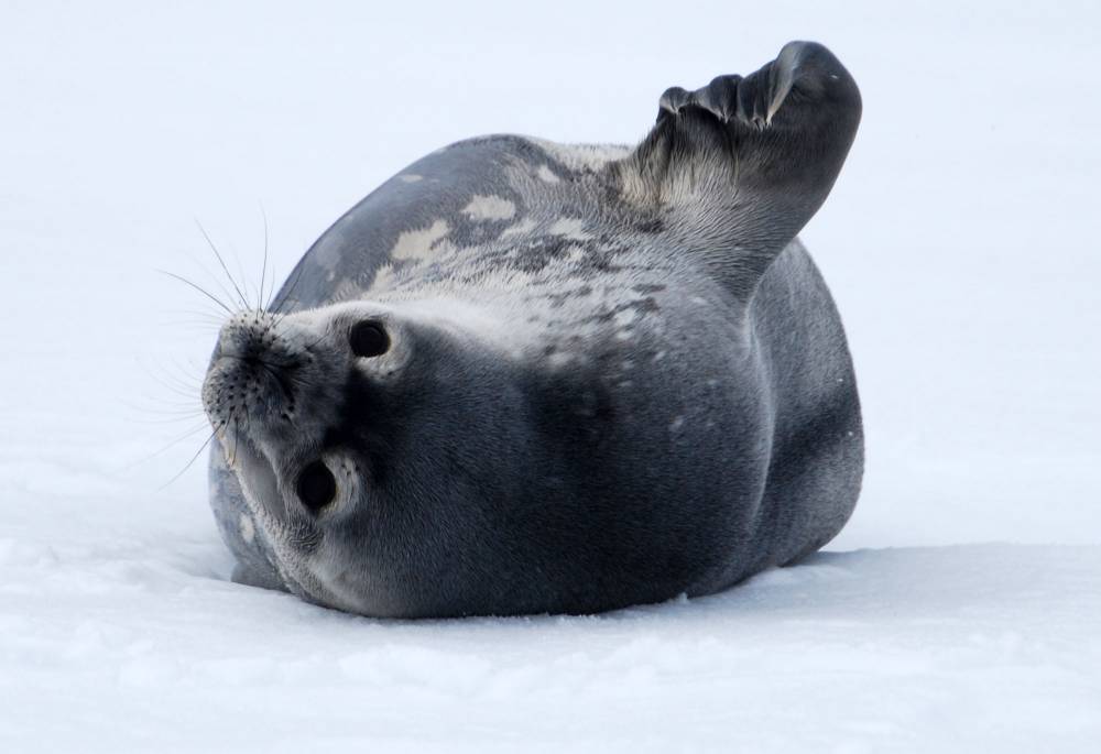 69765 antarctique ile de la deception