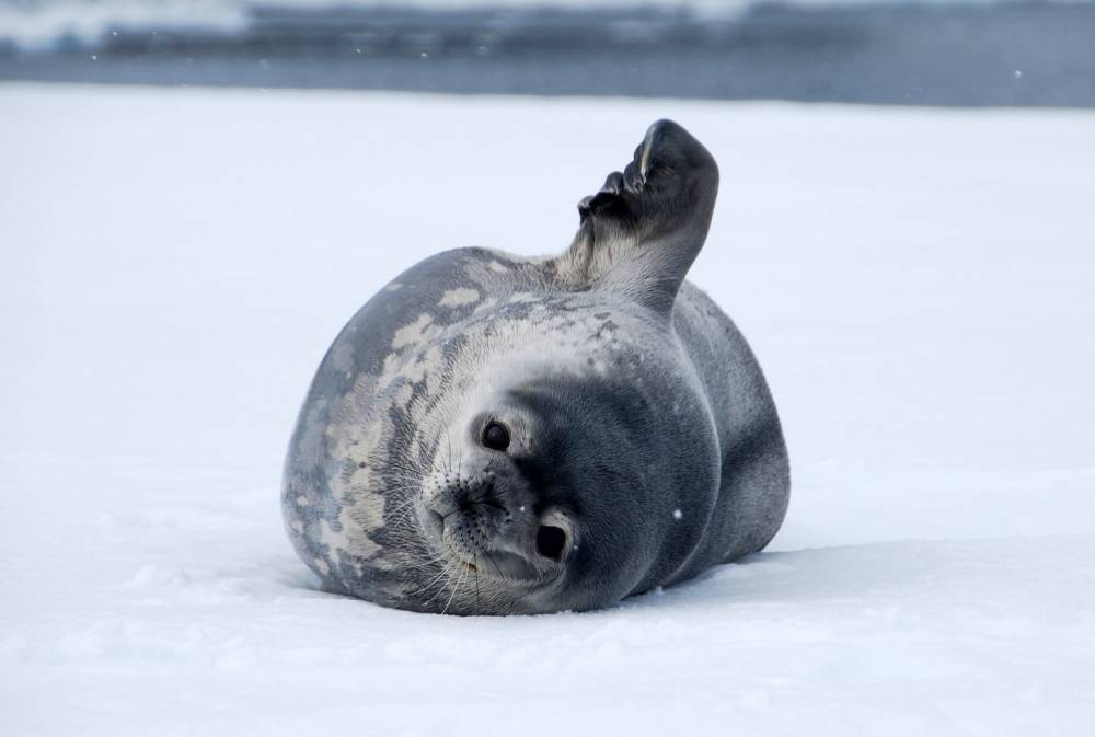 69766 antarctique ile de la deception