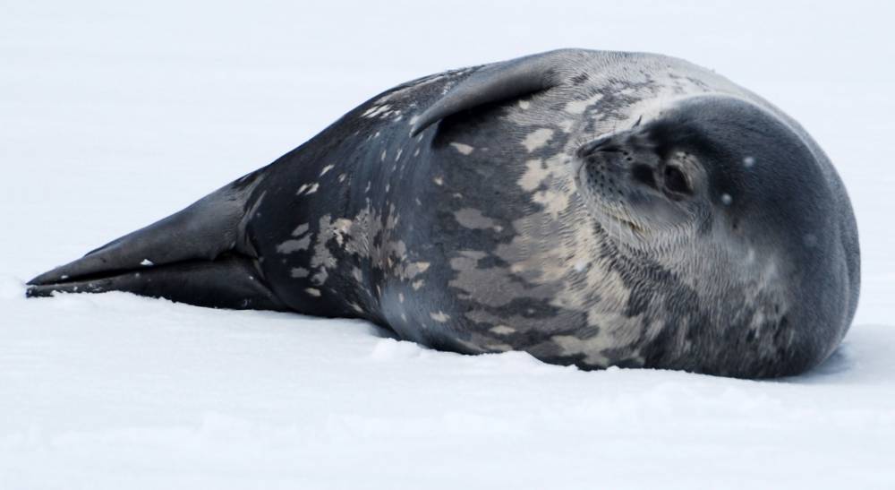 69768 antarctique ile de la deception