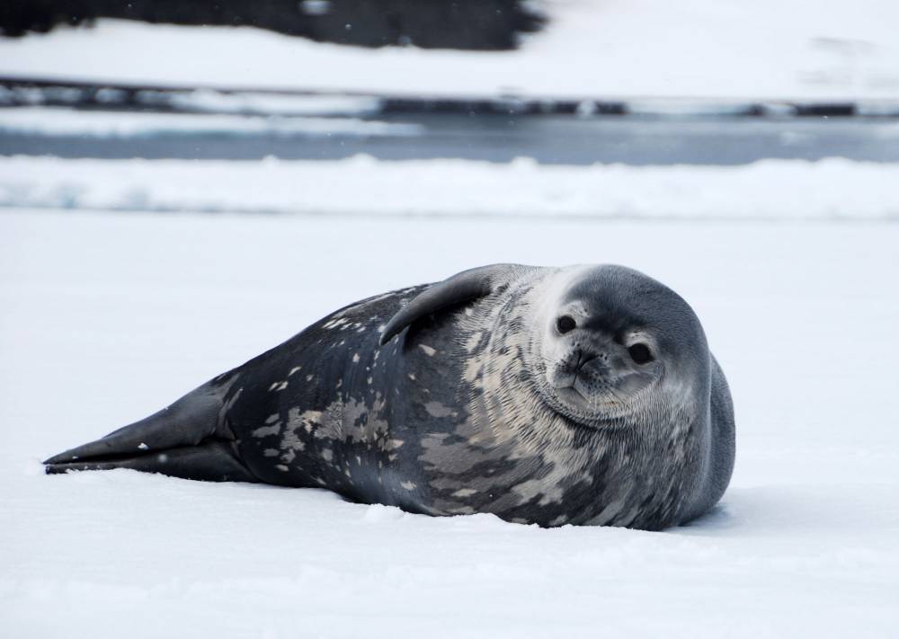 69769 antarctique ile de la deception