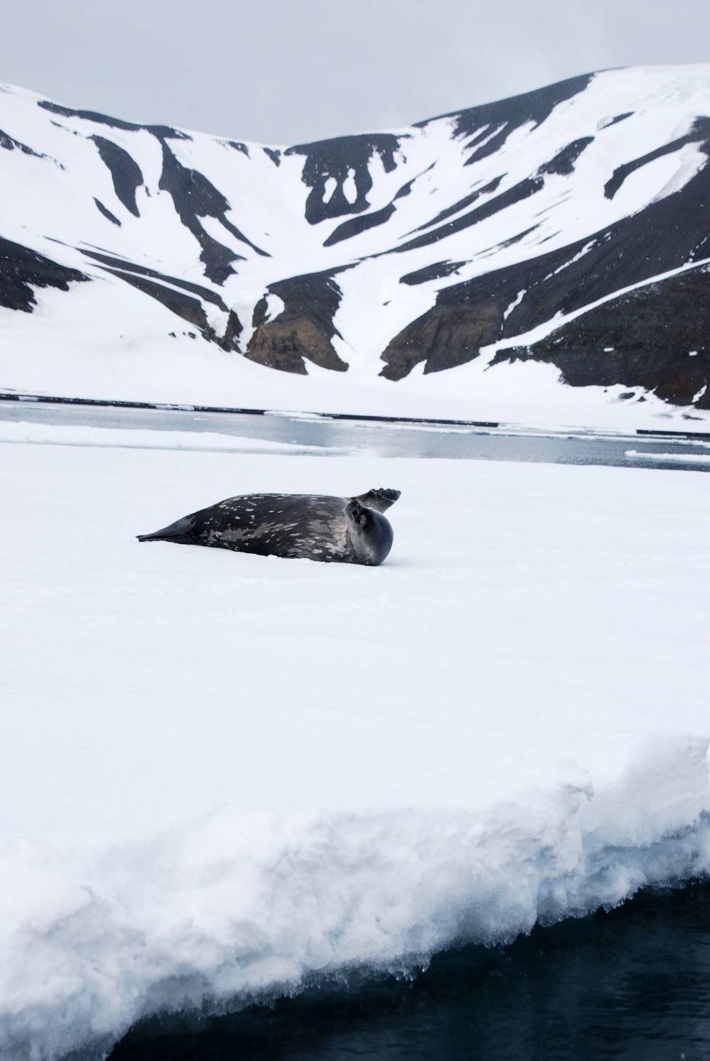 69772 antarctique ile de la deception