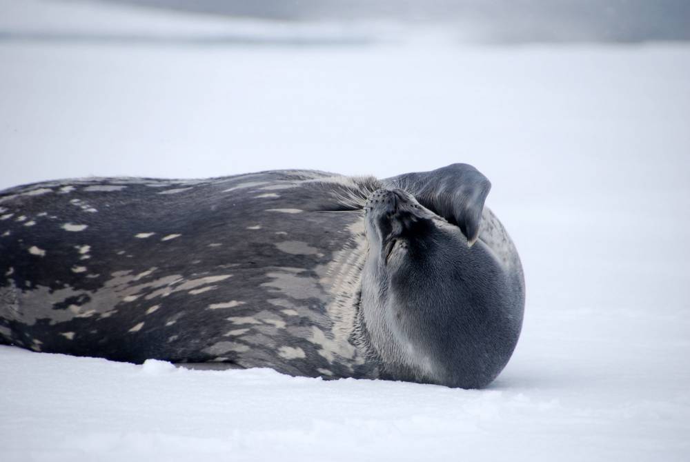 69773 antarctique ile de la deception